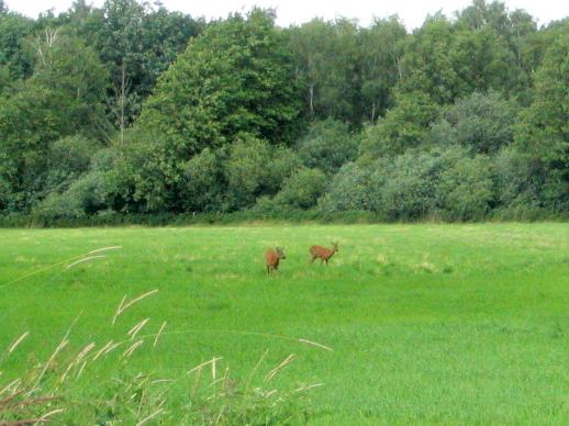 Twee herten (Foto: Dick Waanders)