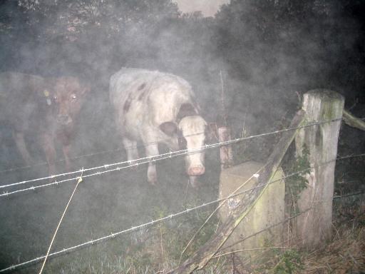 Koeien in de mist (Foto: Dick Waanders)