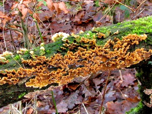 Stam met zwammen (Foto: Dick Waanders)