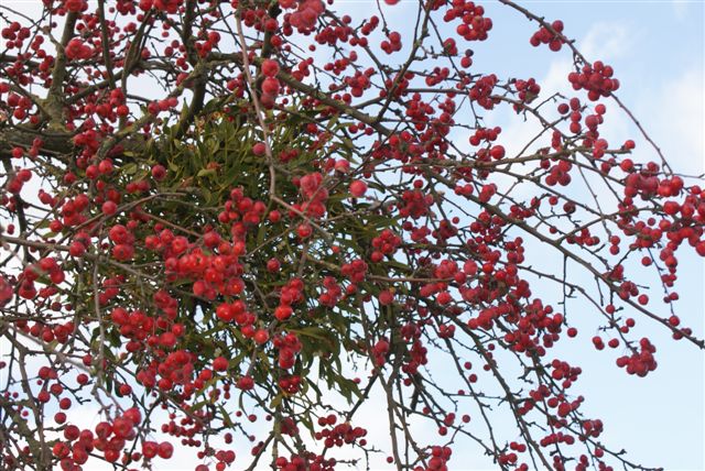 Maretak op Sorbus (Foto: Hans Hermans)