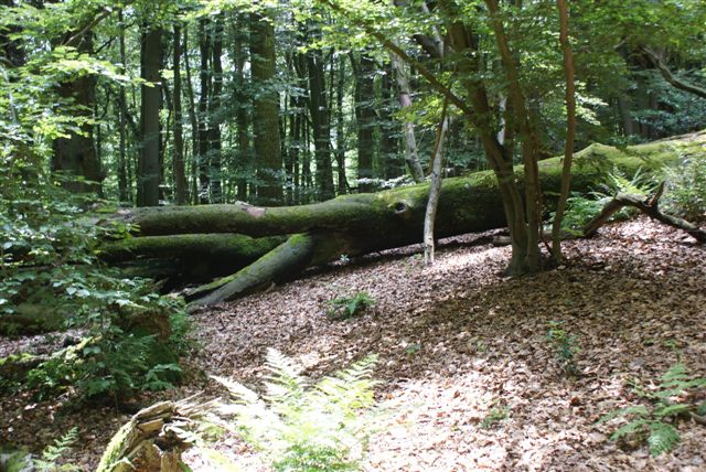 Omgevallen boom (Foto: Hans Hermans)