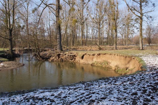 Populieren met Maretak (Foto: Hans Hermans)