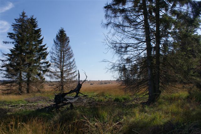 Een verkoolde boom (Foto: Hans Hermans)