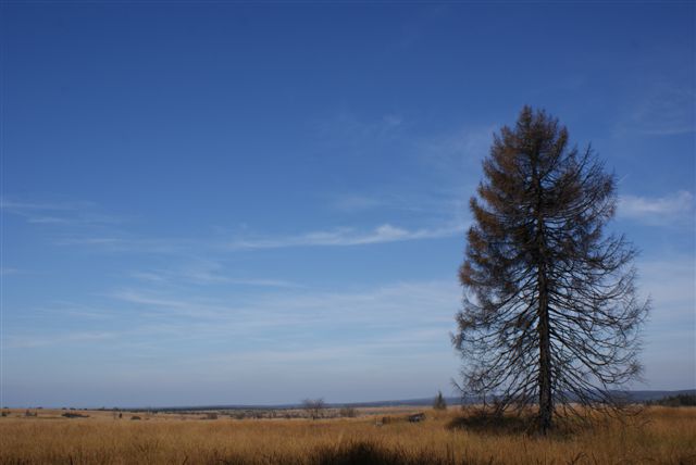 Zwartgeblakerde spar (Foto: Hans Hermans)