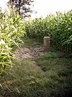 Gp 36? midden in een maisveld (Foto: Aafke de Wijk)
