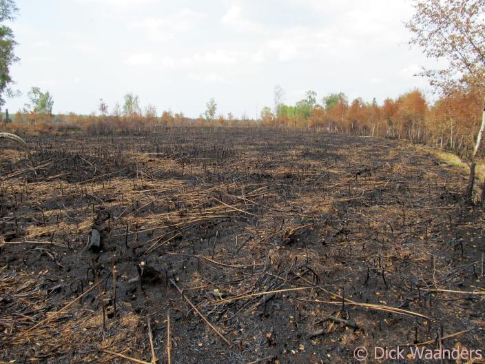 Beeld van een veenbrand (Foto: Dick Waanders)