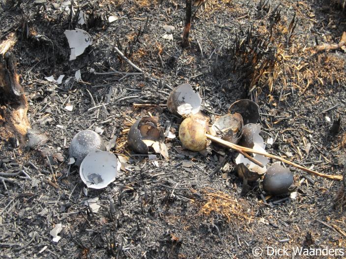 Verbrande nesten (Foto: Dick Waanders)